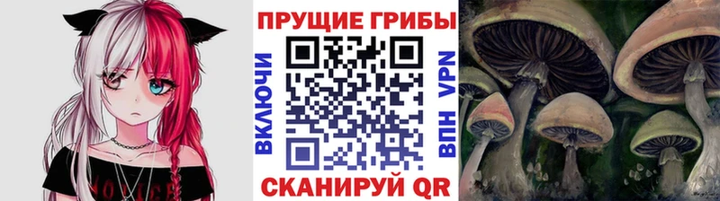 наркота  Воскресенск  Галлюциногенные грибы Psilocybine cubensis 